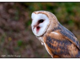 Rapaces nocturnes